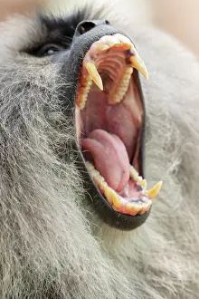 Endemic Prints: Lion-tailed macaque (Macaca silenus) with mouth open wide