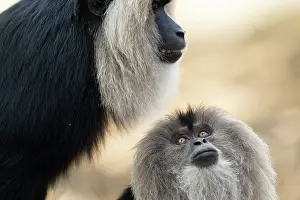 Reproduction Prints: Lion-tailed macaques (Macaca silenus) pair