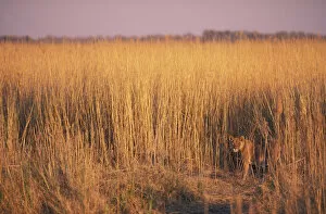 Lioness in long grass {Panthera leo} Linyanti, Botswana