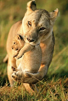 Front View Gallery: Lioness (Panthera leo) carrying her cub, Masai-Mara Game Reserve, Kenya