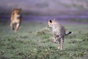 Images Dated 29th March 2017: Lioness (Panthera leo) chasing away Cheetah (Acinonyx jubatus) Serengeti / Ngorongoro