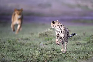 Cheetah Prints: Lioness (Panthera leo) chasing away Cheetah (Acinonyx jubatus) Serengeti / Ngorongoro