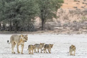2020 November Highlights Prints: Lioness (Panthera leo) with cubs, Kgalagadi Transfrontier Park, South Africa