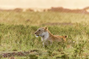 Camouflage Gallery: Lioness (Panthera leo) and cubs in rain, Masai Mara Game Reserve, Kenya, September