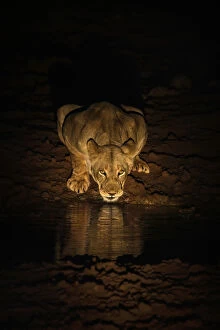 Lioness (Panthera leo) drinking at night, Zimanga Private Game Reserve, KwaZulu-Natal, South Africa