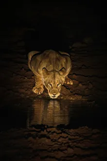 Lioness (Panthera leo) drinking at night, Zimanga Private Game Reserve, KwaZulu-Natal, South Africa Lioness (Panthera leo) drinking at night, Zimanga Private Game Reserve, KwaZulu-Natal, South Africa