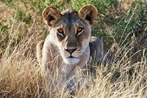 Female Animal Gallery: Lioness (Panthera leo) lying in long grass on the savannah, portrait, Okavango Delta, Botswana