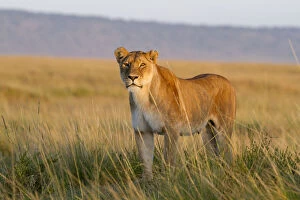 African Lion Gallery: Lioness (Panthera leo) Masai-Mara Game Reserve, Kenya
