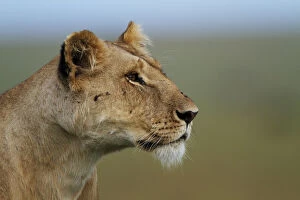 African Lion Collection: Lioness (Panthera leo) portrait, Marsh Pride, Masai Mara, Kenya