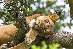Lioness (Panthera leo) resting up a tree - only three populations of lions are known