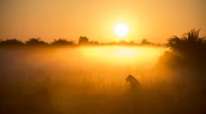 Alone Gallery: Lioness (Panthera leo) sitting during misty sunrise, Okavango Delta, Botswana