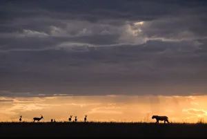 Horizon Prints: Lioness (Panthera leo) and Thomsons gazelles (Eudorcas thomsonii) silhouetted at sunset