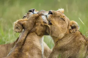 Images Dated 15th March 2013: Lionesses (Panthera leo) grooming each other, Masai-Mara Game Reserve, Kenya