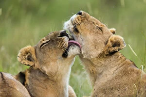 African Lion Gallery: Lionesses (Panthera leo) grooming each other, Masai-Mara Game Reserve, Kenya