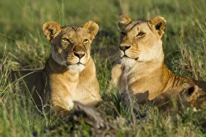Images Dated 2nd November 2014: Lionesses (Panthera leo), Masai Mara Game Reserve, Kenya, November