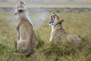 Liquids Gallery: Two Lionesses (Panthera leo) in the rain, one shaking water off and the other yawning