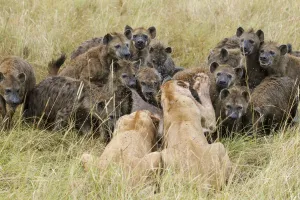 Lionesses Prints: Two Lionesses (Panthera leo) trying to defend kill from large pack of Spotted hyaenas