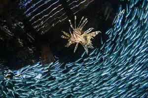 A lionfish (Pterois volitans) chases a school of silversides (hardyhead silverside