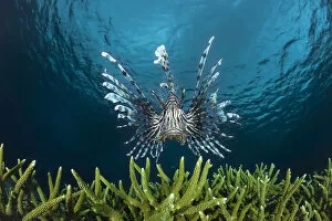 Images Dated 6th July 2011: Lionfish (Pterois volitans) Indonesia