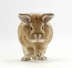 Images Dated 3rd August 2011: Lionhead x Lop rabbit, Tedson, running, against white background