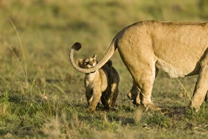 Lion(Panthera leo) cub playing with its mothers tail, Masai-Mara Game Reserve, Kenya
