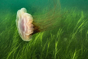 Coelentrerata Gallery: Lions mane jellyfish (Cyanea capillata) swept in current over a bed of eel grass