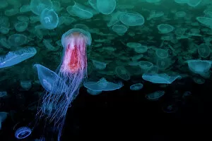 Western Usa Gallery: Lion's mane jellyfish (Cyanea capillata) preying upon smack of Moon jellyfish (Aurelia aurita)