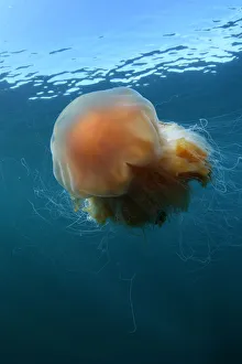 Images Dated 18th February 2010: Lions mane jellyfish (Cyanea capillata) Mull, Scotland, June 2009