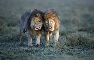 Africa Gallery: Lions (Panthera leo) - two brothers patrolling territorial boundary, affectionate behaviour