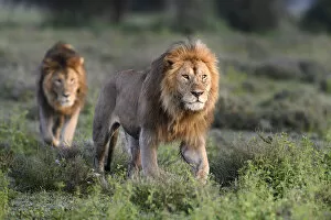 Lions (Panthera leo) - two brothers patrolling territorial boundary at border of Serengeti / Ngorongoro Conservation