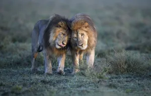 Tanzania Prints: Lions (Panthera leo) - two brothers patrolling territorial boundary