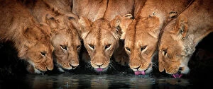 African Lion Gallery: Lions (Panthera leo) five drinking together, Ndutu, Tanzania