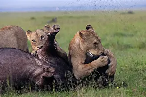 Lionesses Prints: Three Lions (Panthera leo) female