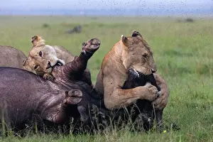 Lionesses Prints: Two Lions (Panthera leo) female
