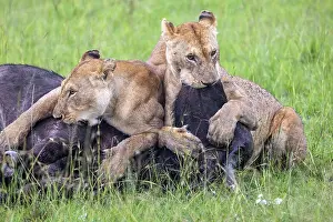 Lionesses Prints: Two Lions (Panthera leo) female