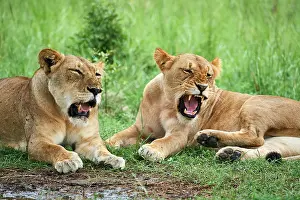 Panthera Prints: Two Lions (Panthera leo) female, resting with one snarling, Akagera National Park, Rwanda