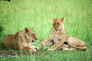Panthera Prints: Two Lions (Panthera leo) female, resting under a tree, Akagera National Park, Rwanda