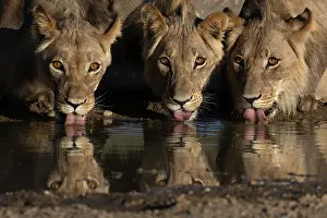 Side By Side Prints: Three Lions (Panthera leo) male