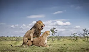 Panthera Prints: Lions (Panthera leo) pair, mating, Naboisho conservancy, Masai Mara, Kenya