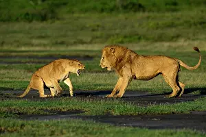 Tanzania Prints: Lions (Panthera leo) pair, pre-courtship aggressive interaction in early morning light