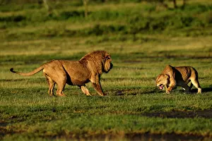 Tanzania Prints: Lions (Panthera leo) pair, pre-courtship aggressive interaction in early morning light