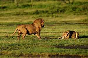 Tanzania Prints: Lions (Panthera leo) pair, pre-courtship aggressive interaction in early morning light