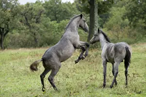 Play Fights Prints: Two Lipizzan foals play fighting in the rain