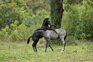 Play Fights Prints: Two Lipizzan foals play fighting in the rain