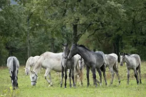 Domesticated Prints: Two Lipizzan foals standing in front of herd