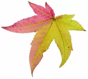 Liquidambar / Sweetgum (Liquidambar styraciflua) tree leaf changing to autumn colour
