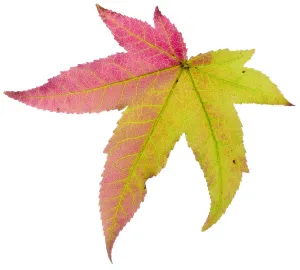 Saxifragales Prints: Liquidambar / Sweetgum (Liquidambar styraciflua) tree leaf changing to autumn colour