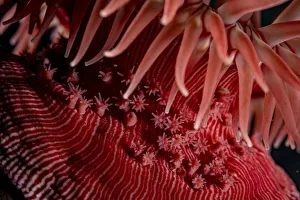 Images Dated 25th January 2022: Lisbeths brooding anemone (Epiactis lisbethae), young clinging on to their mother