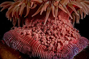 Images Dated 25th January 2022: Lisbeths brooding anemone (Epiactis lisbethae), young clinging on to their mother