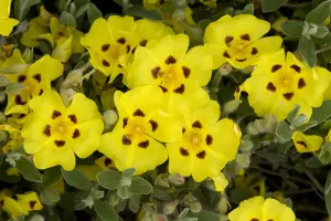 Cistaceae Prints: Lisbon false sun-rose / Yellow rock rose (Halimium lasianthum) flowers